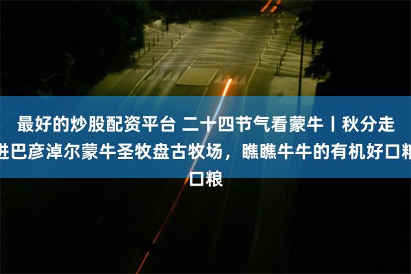 最好的炒股配资平台 二十四节气看蒙牛丨秋分走进巴彦淖尔蒙牛圣牧盘古牧场，瞧瞧牛牛的有机好口粮